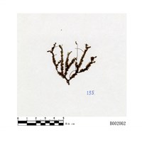 藏品(厚角鞭蘚)的圖片